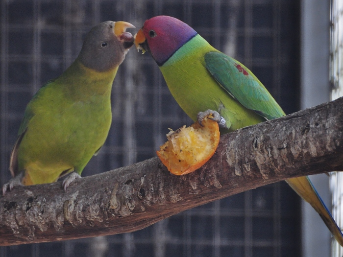 male and female plum-headed parakeet